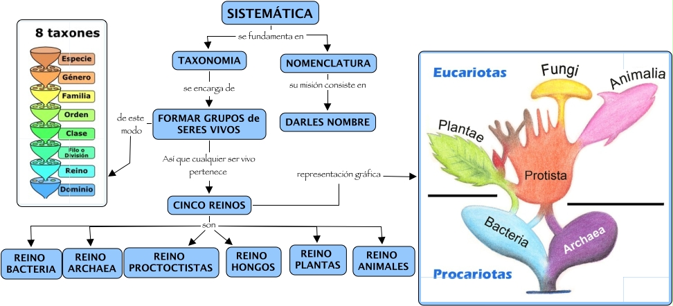 Copia de 7.04 Taxonomía, la ciencia de la clasificación